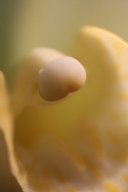 orchidee-du-desir-clitoris